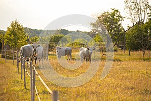 Hungarian grey cattle