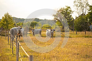 Hungarian grey cattle