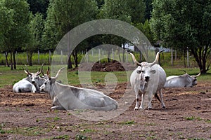 Hungarian Grey Cattle