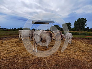 Hungarian grey cattle, bos primigenius taurus hungaricus