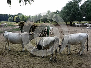 Hungarian grey cattle on a farm