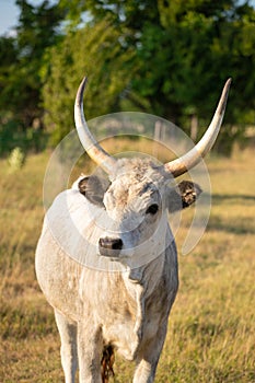 Hungarian grey cattle