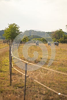 Hungarian grey cattle