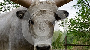 Hungarian Grey cattle head (Magyar szÃÂ¼rke). Also known as Hungarian Steppe Cattle - Hungary photo
