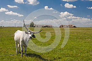 Hungarian Grey cattle Hungarian: `Magyar Szurke`, also known as Hungarian Steppe cattle, is an ancient breed of