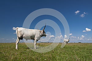 Hungarian Grey cattle Hungarian: `Magyar Szurke`, also known as Hungarian Steppe cattle, is an ancient breed of