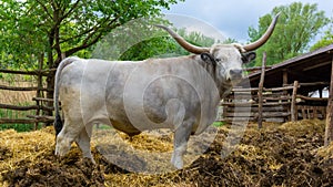 Hungarian Grey cattle (Magyar szÃÂ¼rke) in the corral. Also known as Hungarian Steppe Cattle. Hungary photo