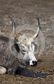 Hungarian grey cattle portrait