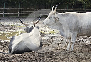 Hungarian grey cattle relax