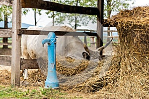 Hungarian Grey Cattle