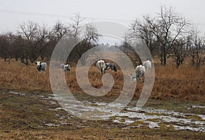 Hungarian grey cattles