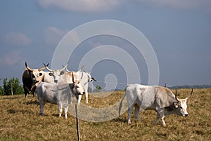 Hungarian grey cattles, Bugac, Hungary