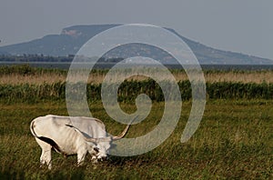 Hungarian grey cow