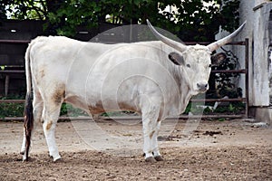 Hungarian Grey Taurus Bos Primigenius Taurus