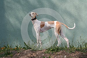 Hungarian greyhound