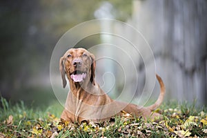 Hungarian hound dog in autumn