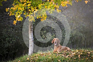 Hungarian hound dog in autumn