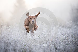 Hungarian hound dog in freezy winter time