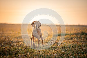 Hungarian hound pointer vizsla dog in autumn time in the field