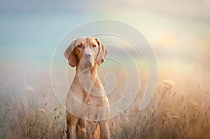 Hungarian hound pointer vizsla dog in autumn time in the field photo