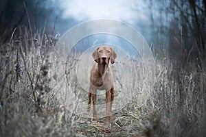 Hungarian hound vizsla dog