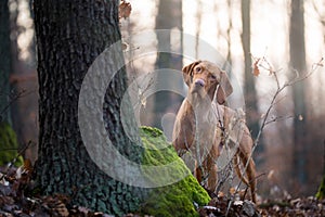 Hungarian hound vizsla dog in forrest