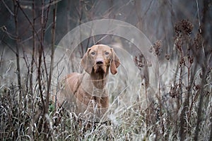 Hungarian hound vozsla dog