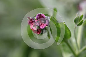 Hungarian houndstongue Cynoglossum hungaricum, reddish-purple flower