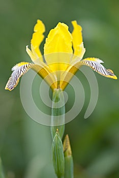 Hungarian iris Iris variegata