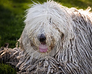 Hungarian Komondor