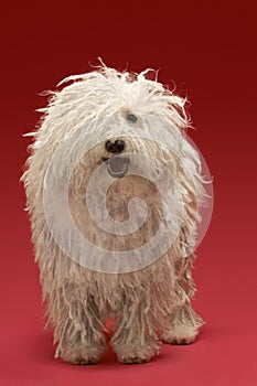 Hungarian Komondor