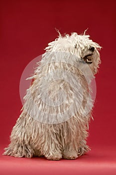 Hungarian Komondor