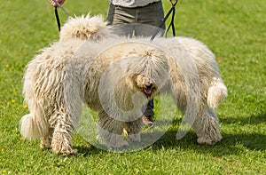 Hungarian komondor dogs in the park