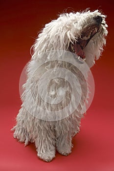 Hungarian Komondor Yawning