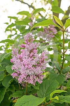 Hungarian lilac Syringa Josikaea, pink flowers and buds