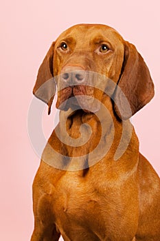 Hungarian or Magyar Vizsla