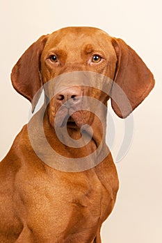 Hungarian or Magyar Vizsla