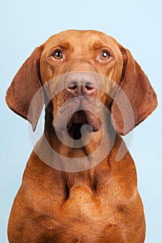 Hungarian or Magyar Vizsla