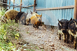 Hungarian mangalica ginger pig running with ears pressed back. Little cute piglet