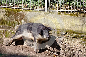 Hungarian mangalica piglet scratching on stone in the sun