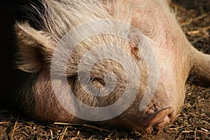 Hungarian mangalitsa pig