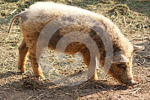 Hungarian mangalitsa pig