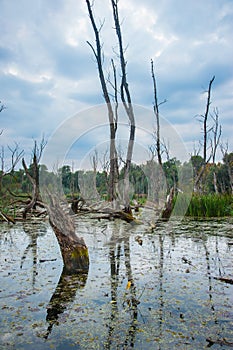 Hungarian Marshes