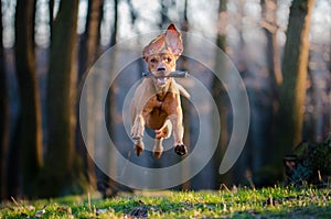 Hungarian pointer hound dog