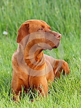 Hungarian pointer (vizsla) dog