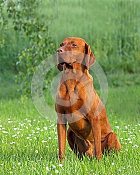 Hungarian pointer (vizsla) dog