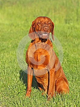 Hungarian pointer (vizsla) dog