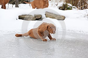 Hungarian Pointing Dog sliding in winter