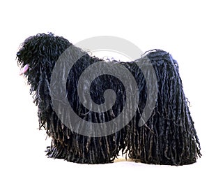 Hungarian Puli Dog