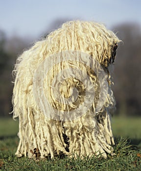 Hungarian Puli Dog